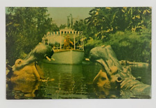 Jungle Cruise Disneyland's Adventureland Anaheim California Postcard Unposted picture