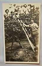 Antique Photo Two Men Picking Fruit Basket in an Orchard 1920's picture