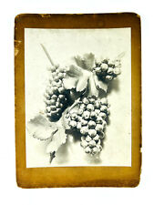 Antique French Cabinet Card Photo Bunch of Grapes on Vine fruit study picture