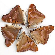 collectiont 5 PCS folded unmounted real butterfly nymphalidae apatura ilia China picture