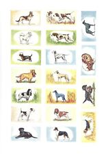 CIGARETTE/TRADE/CARDS. Cadet Sweets.DOGS 1st Series.(Complete Set of 25).(1958). picture