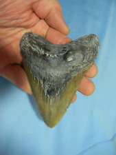 LARGE 4 5/8 INCH  MEGALODON SHARK TOOTH FOSSIL picture