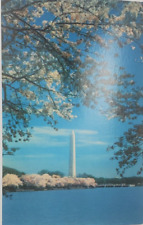 Postcard D.C. Washington Monument and Cherry Blossoms Washington D.C. picture
