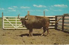 1963, Apton, Oklahoma, The Amazing Brahmalo, Buffalo Ranch, 1260 picture