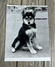 Vintage 1982 South Pet Puppy Dog Sitting Black And White Photograph 5.5” x 7” picture