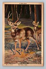 Big Basin CA-California, Scenic, A Wild Buck in the Woods, Vintage Postcard picture