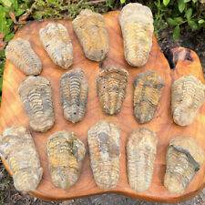 6.5-8cm Moroccan Trilobite Fossils Complete Original Stone Paleontology Animals picture