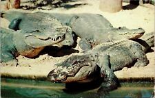 Alligators Florida Pray For Peace 3c Blue Liberty Stamp Cancel 1959 Postcard picture