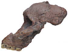 Fragment of skull of Australopithecus africanus - a resin copy of original picture