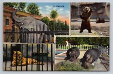 Scenes From The Memphis Zoo Tennessee Linen Elephant Bears Unposted Postcard picture