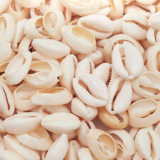 Cowrie Sea Shells for Jewelry Making, DIY Crafts (150 Count) picture