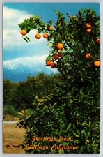 Greetings from Southern California Orange Trees Postcard picture