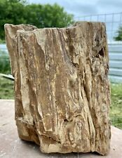FREESTANDING* 11 Lb Beautiful Fossil Wood~Druzy~Knot Hole & Broken Limb Piece  picture