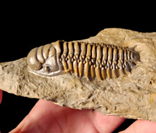 Great quality Flying Trilobite Fossil from Morocco: A Piece of Natural History picture