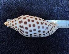 BEAUTIFUL 4 INCH SCAPHELLA JUNONIA Shell From Florida picture