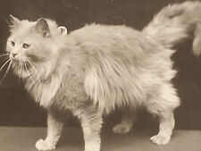 Cat Postcard Romaldkirk Admiral The Heavenly Twin Champion Landor Rotary Photo picture