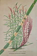 Vicks Eulalla Japonica Zebra Vtg Floral Litho c1900s Mensing Rochester NY Art picture