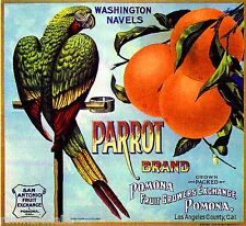Pomona Parrot Bird #3 Orange Citrus Fruit Crate Label Art Print picture