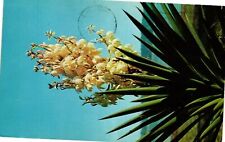 Vintage Postcard- Yucca or Spanish Bayonet flowers Posted 1960s picture