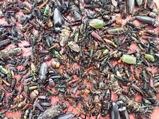 1000pcs : insects ,Cerambycidae,Buprestidae,Cetonidae….? Yen bai north vietnam picture