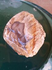 Opalized Petrified Wood Agate Core Amazing Geological Occurrence Rough picture