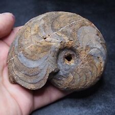 97mm Goniatite Devonian Mineral Fossil Ammonite picture