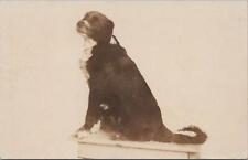 RPPC Postcard Collie Hound  Dog Sitting on Table picture