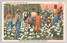Postcard North Carolina Hamlet Cotton Field African American History Vintage picture