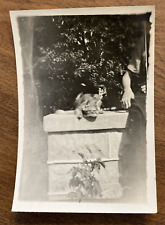 1930s Cat Kitten Kitty Family Pet Concrete Wall Original Snapshot Photo P8q22 picture