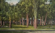 De Soto Park, Tampa, FL FLA Florida  Postcard Palm Tree Posted 1923 PR picture