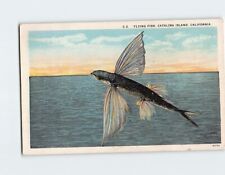 Postcard Flying Fish Catalina Island California USA picture
