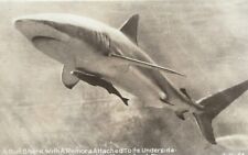 CD-168 FL, Marineland, Bull Shark with Remora Attached Real Photo Postcard RPPC picture