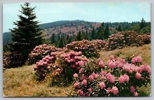 Rhododendron Field Roan Mountain Tennessee North Carolina State Line Postcard picture