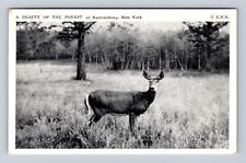 Narrowsburg NY-New York, Deer Standing in Forest, Antique Vintage Postcard picture