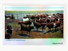 A Group of Herefords, Texas 1906 Postcard - Enhanced *Holographic Silver* picture