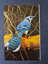 Postcard Blue Jay picture