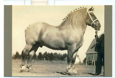 Named Belgian Draft Horse Postcard. Photo Card.  Limited Edition. picture