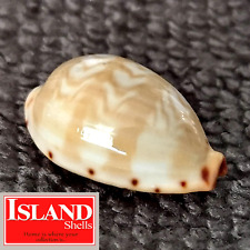 GEM Cypraea ziczac #10 18.2mm EXQUISITE BEAUTY from the Philippines picture