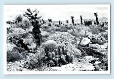 Devil's Cactus Garden Desert Center California RPPC Real Photo  RPPC Postcard C7 picture
