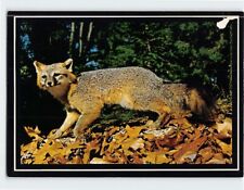 Postcard Silver Fox Animals Of New York State Mid Hudson Valley New York USA picture