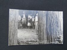 Temple of Trees RPPC Wonderland Park Redwood Highway Klamath California Postcard picture