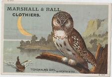 Tengmalm's Owl 1880's 90s Trade Card Death Bird Native American Canoe picture