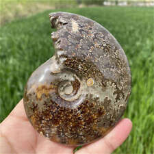 290g Natural Ammonite Fossil Quartz Crystal Specimen Reiki Healing picture