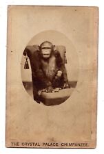 CIRCA 1860s CABINET CARD THE CRYSTAL PALACE CHIMPANZEE MONKEY NEGRETTI & ZAMBRA picture