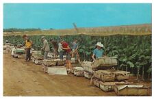 Connecticut Valley agriculture c1950's Picking Shade Leaf Tobacco, farmworkers picture