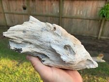 Rare Texas Petrified Wood Live Oak Rotted Piece Beaumont Formation Fossil picture