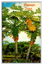Papaya Trees Tropical Fruit Tree HI Hawaii Chrome Postcard picture