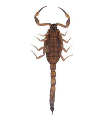 Mesobuthus martensii ONE GOLDEN SCORPION UNMOUNTED WHOLESALE PACKAGED picture
