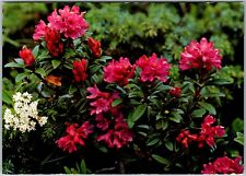 Postcard: Rusty-leaved Alpine Rose - Rhododendron ferrugineum A33 picture