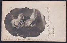 RPPC-Silver Laced Wyandotte-Chicken-Hen-Real Photo-Antique Postcard picture